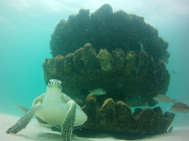 Explore the best turtle reefs in Navarre