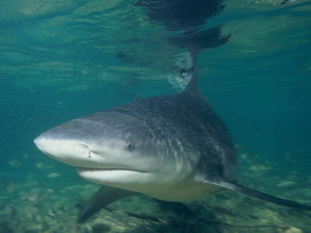 Bull Shark at Okaloosa Island Florida