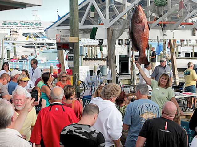 Destin Fishing Rodeo Shark Saturday