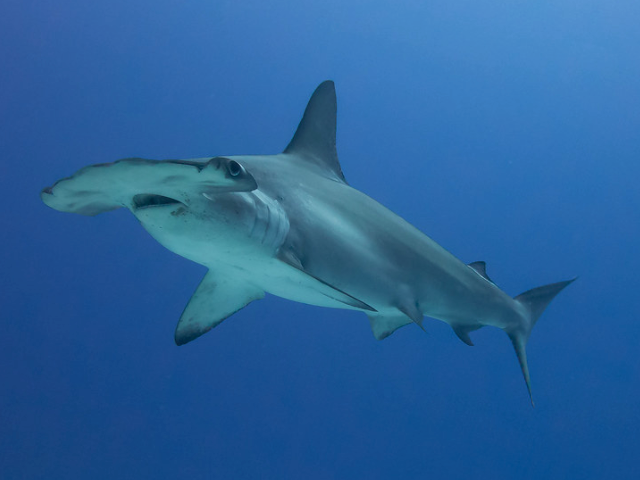 Hammerhead Shark at Okaloosa Island