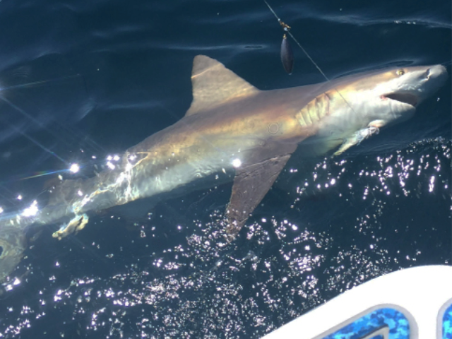 How to Catch a Shark on Okaloosa Island