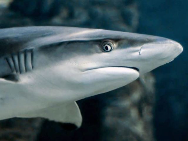 Species of Sharks at Okaloosa Island
