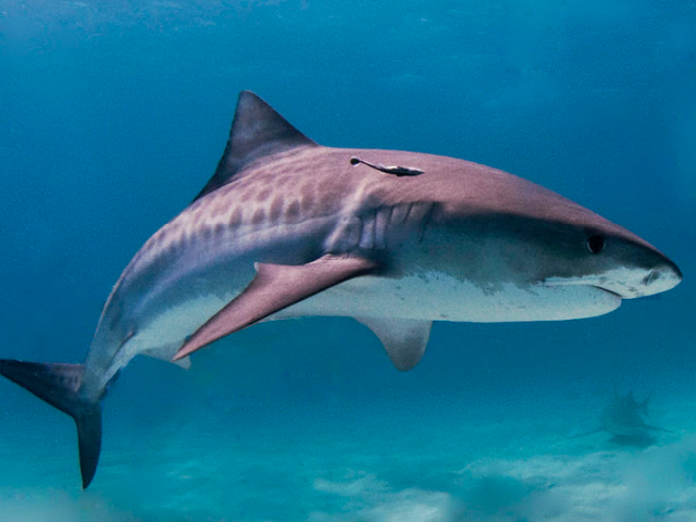 Tiger Shark at Okaloosa Island FL